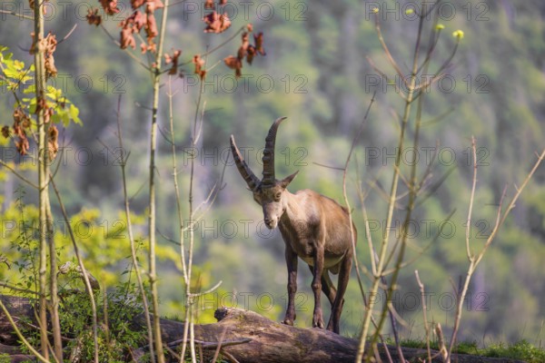 A young male ibex (Capra ibex) stands on a hilltop next to a fallen dead tree on a sunny day in hilly terrain