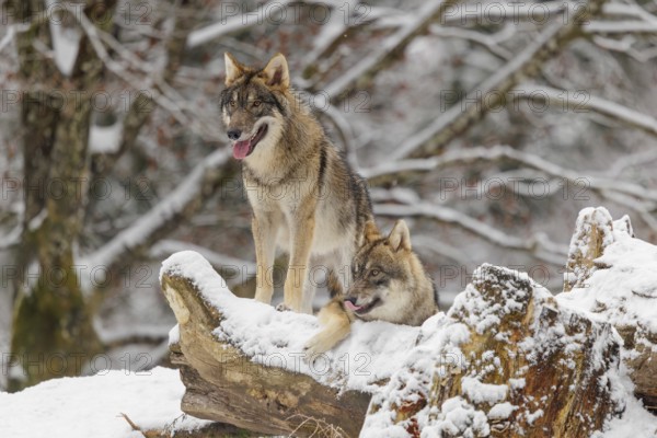 Two grey wolves (Canis lupus lupus) stand on a snow-covered hill behind a fallen tree on a cold, cloudy day. A forest can be seen in the background