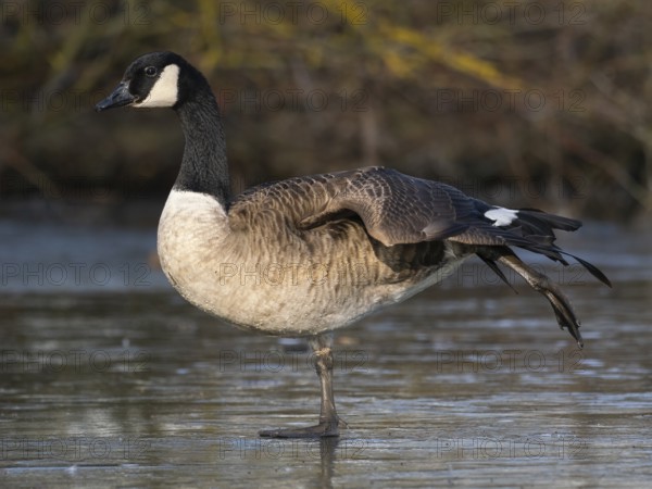 Canada goose (Branta canadensis), standing on a frozen lake, stretching its wing muscles after resting, Hesse, Germany, Europe