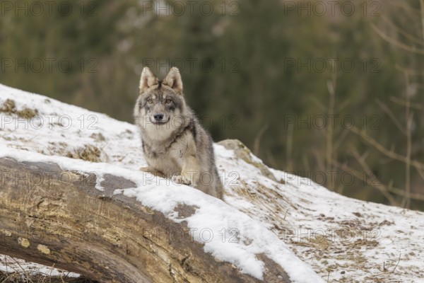 A young grey wolf (Canis lupus lupus) stands with his front paws on a snow-covered, fallen tree trunk on a cold, cloudy day. A forest can be seen in the background