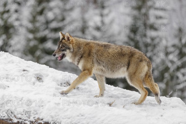A young grey wolf (Canis lupus lupus) runs across the sloping, snow-covered meadow at the edge of a forest on a cold, cloudy day