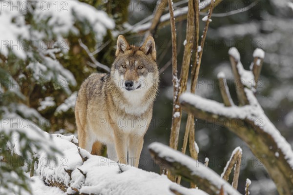 An adult female grey wolf (Canis lupus lupus) stands in the thicket of a sloping, snow-covered forest edge on a cold, cloudy day