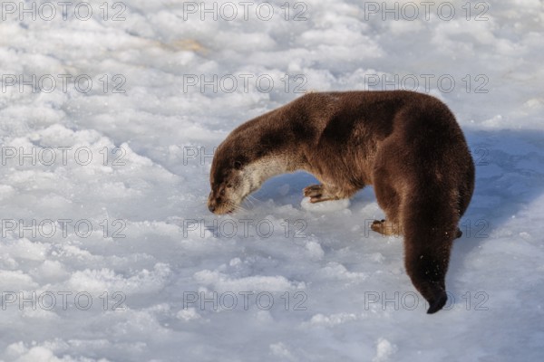 On a sunny day an otter (Lutra lutra) runs across the snow-covered frozen river and sniffes on the snow