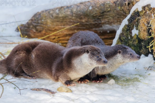 On a sunny day two otters (Lutra lutra) sit in the snow in front of a root of a dead tree