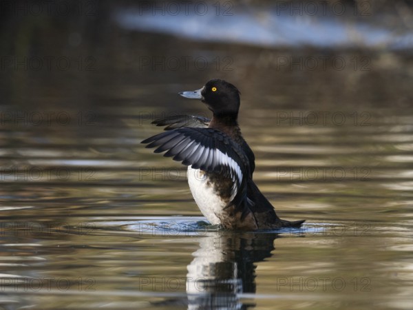 Tufted Duck, (Aythya fuligula), female bird on a lake, flapping its wings after preening, Germany, Europe