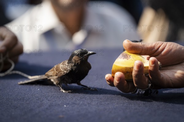 Hajo, India. 15 January 2024. Red-vented bulbul birds fight during a traditional bird fighting game on the occasion of Magh Bihu or Bhogali Bihu at Hayagrib Madhab temple