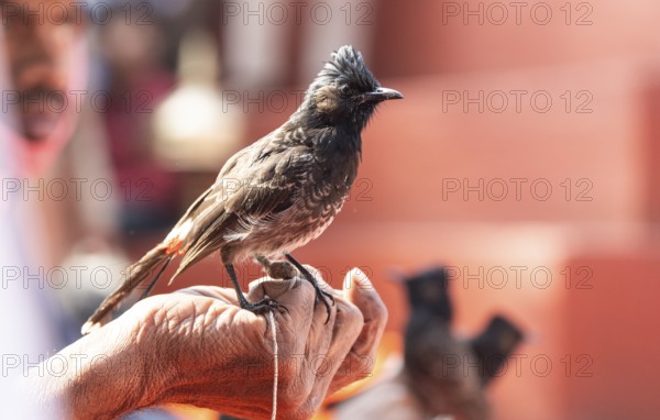 Hajo, India. 15 January 2024. Bird owners hold red-vented bulbuls before fighting during a traditional bird fighting game on the occasion of Magh Bihu or Bhogali Bihu at Hayagrib Madhab temple