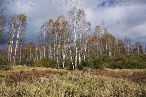 Bog birch (Betula pubescens), in front of a dark sky, Federsee lake nature reserve, UNESCO World Heritage Site, Bad Buchau, Upper Swabia, Baden-Württemberg, Germany, Europe