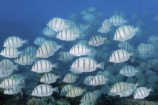 School of convict surgeonfish (Acanthurus triostegus) swimming over coral reef, Fakarava Atoll Biosphere Reserve, Tuamotu Archipelago, French Polynesia, South Pacific, Pacific Ocean, Oceania