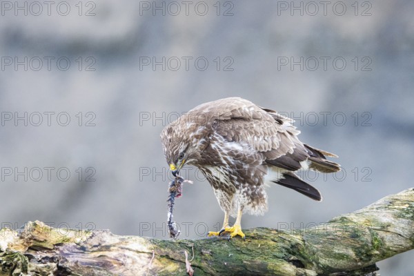 Common buzzard (Buteo buteo) Germany