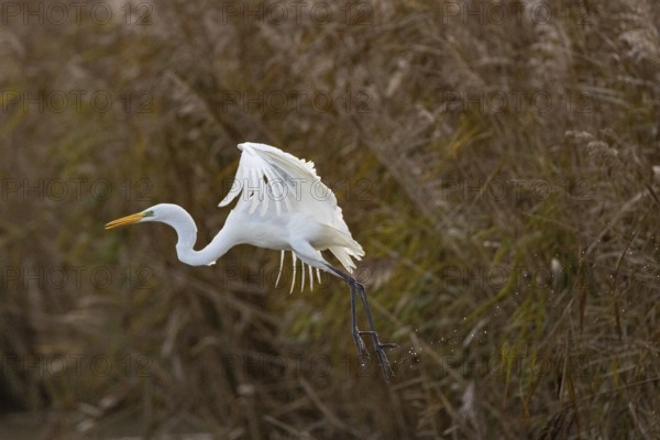 Great White Egret (Egretta alba) Germany