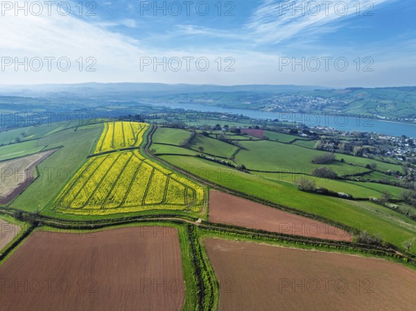 Rapeseed fields over the River Teign from a drone, Teignmouth, Shaldon, Devon, England, United Kingdom, Europe