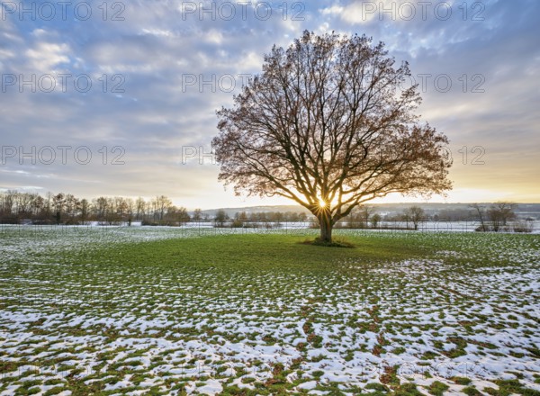 Sun shining through autumn-coloured English oak (Quercus robur), Birri, Freiamt, Canton Aargau, Switzerland, Europe