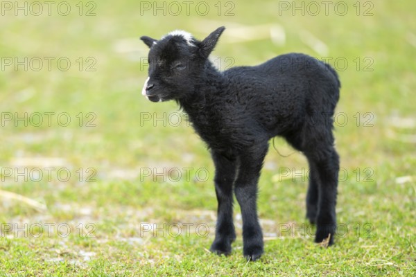 Domestic sheep (Ovis orientalis aries), lamb, with black fur standing on a meadow, Bavaria, Germany, Europe