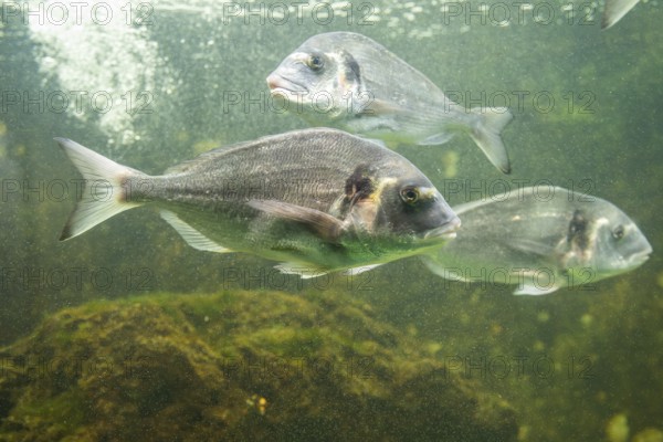 Gilt-head bream (Sparus aurata) swimming under water, captive, Germany, Europe