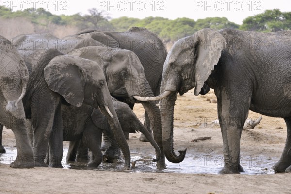 Elephants (Loxodonta africana) drinking at a waterhole, near Somalisa, Hwange National Park, Matabeleland North, Zimbabwe, Africa