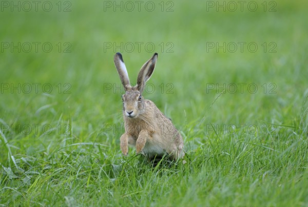 European brown hare, Dingdener Heide nature reserve, North Rhine-Westphalia, Germany, Europe