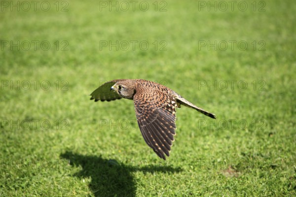 Common Kestrel (Falco tinnunculus), female, Germany, side, Europe