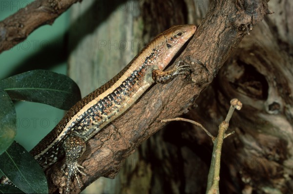Madagascar Plated Lizard (Zonosaurus laticaudatus)