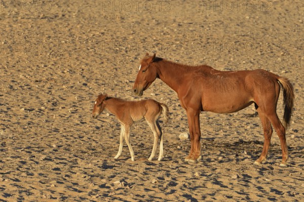 Desert Horses, Namib desert horses or Namibs (Equus ferus), mother and foal, Garub near Aus, Karas Region, Namibia, Africa