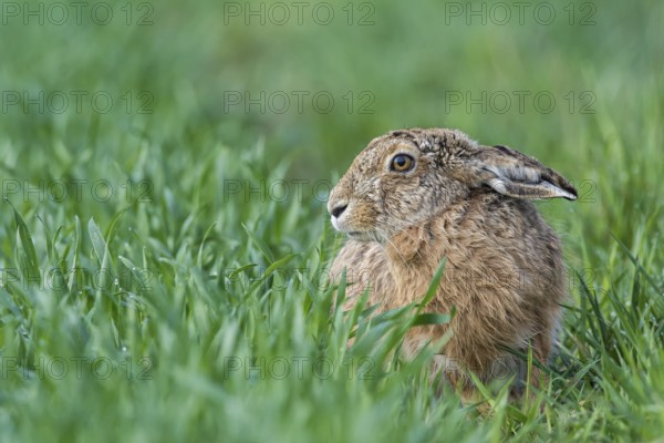 European hare (Lepus europaeus) is located in Feld, Upper Austria, Austria, Europe