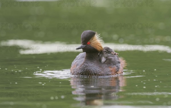 Black-necked Grebe (Podiceps nigricollis) with young bird in plumage on the back, swims in the water, Bavaria, Germany, Europe