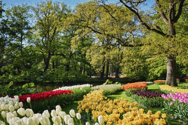Blooming pink tulips flowerbeds in Keukenhof flower garden, also known as the Garden of Europe, one of the world largest flower gardens and popular tourist attraction. Lisse, the Netherlands