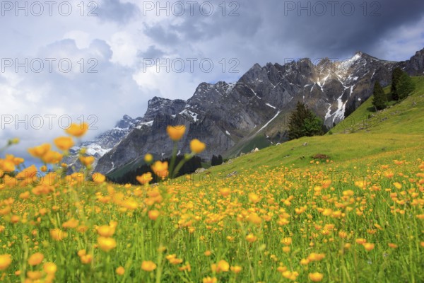 Tall buttercup ( Ranunculus acris) Alpstein massif with Säntis, Appenzell, Switzerland, Europe
