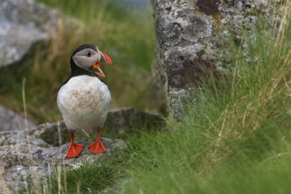 Atlantic Puffin or Common Puffin (Fratercula arctica), Runde, Møre og Romsdal, Norway, Europe