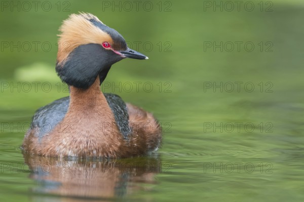 Horned Grebe (Podiceps auritus) swims in water, Västergotland, Sweden, Europe