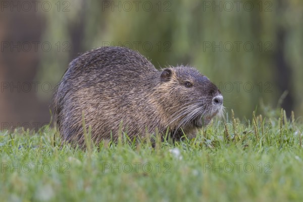 Nutria (Myocastor coypus) sits in a meadow, Lower Austria, Austria, Europe