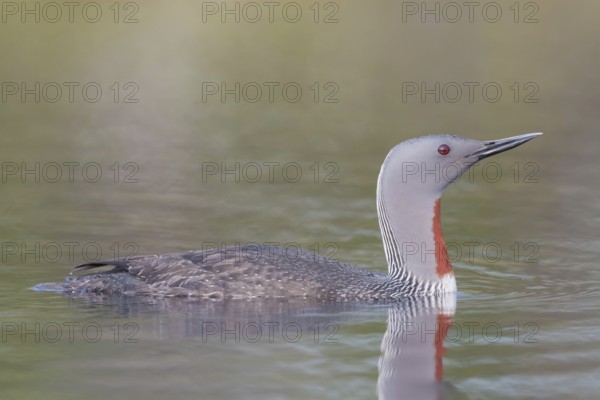 Red-throated diver (Gavia stellata) swims in the water, Dalarna, Sweden, Europe