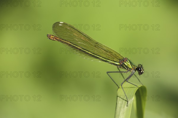 Female banded demoiselle (Calopteryx splendens), Liebenwalde, Brandenburg, Germany, Europe