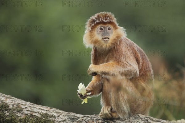Javan lutung (Trachypithecus auratus), portrait, adult, feeding, food, sitting, gazing, amazement, facial expression, captive