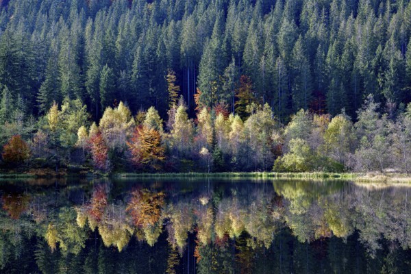 Trees reflected in the Sankenbachsee, Karsee, autumn, near Baiersbronn, Freudenstadt district, Black Forest, Baden-Württemberg, Germany, Europe