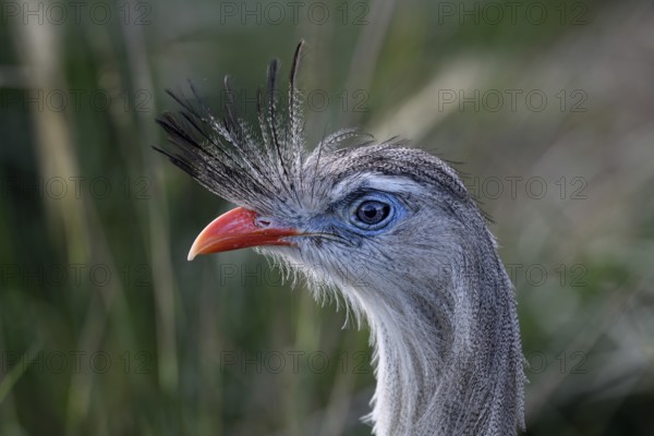Red-legged seriema (Cariama cristata) at the breeding station of the Conservation Land Trust at the Estancia El Socorro, Portrait, at Colonia Carlos Pellegrini, Esteros del Iberá, Province of Corrientes, Argentina, South America