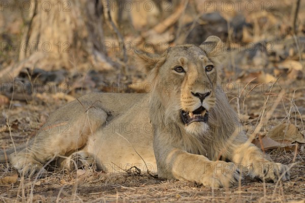 Asiatic Lion (Panthera leo persica), young male, Gir Forest National Park, Gir Sanctuary, Gujarat, India, Asia
