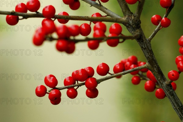 Holly (Ilex aquifolium), berries, holly shell