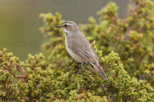 Bluethroat (Luscinia svecica svecica), female, Dovrefjell, Norway, Europe