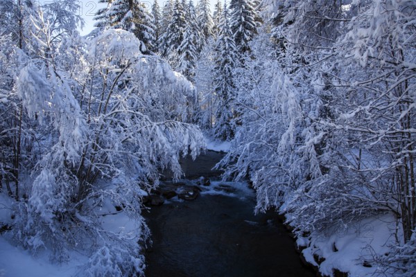 Winter landscape in the snow, snowy landscape, snow-covered trees along the Stillach, Oberstdorf, Oberallgäu, Allgäu, Bavaria, Germany, Europe