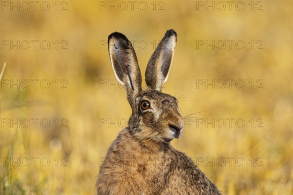 European hare (Lepus europaeus) Germany