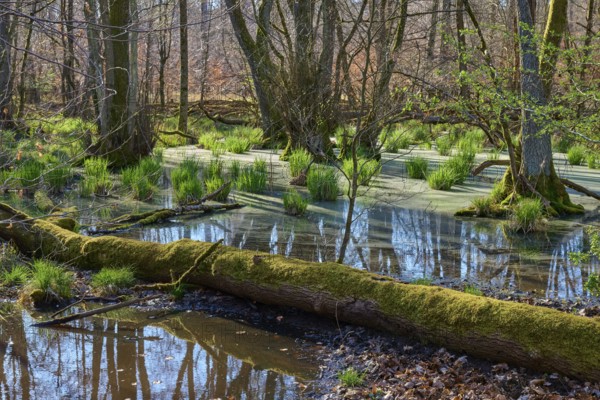 A quiet alluvial forest with reflecting water and green moss on fallen trees, spring, nature reserve Rote Lache by Wolfgang, Wolfgang, Hanau, Hesse, Germany, Europe