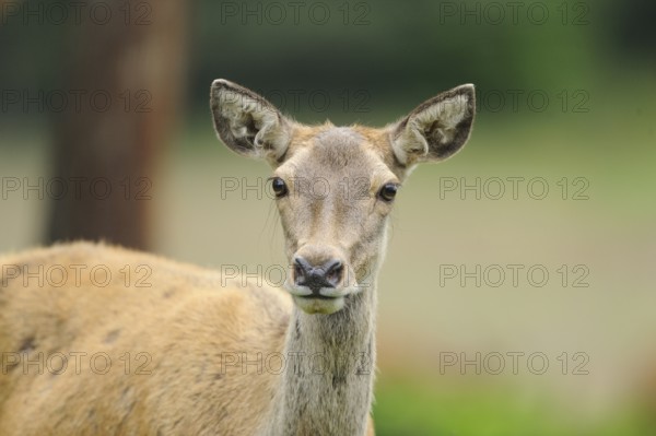 A roe deer attentively observes its surroundings in a green summer meadow, red deer (Cervus elaphus), Bavaria