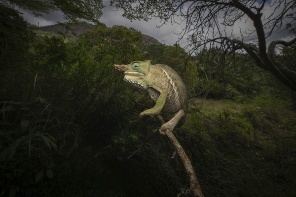 Chameleons (Two-banded chameleon) in the rainforests of Ranomafana National Park