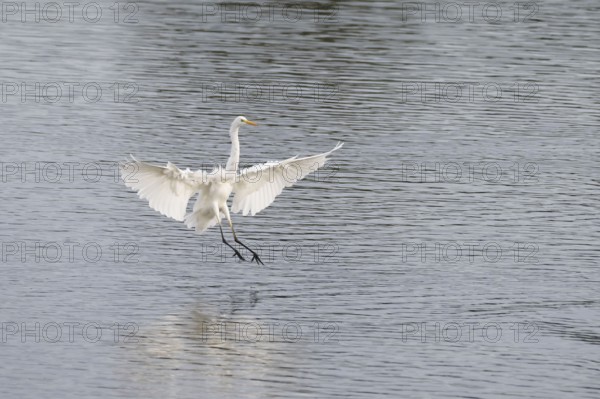 Great White Egret (Ardea alba) landing with wings spread in shallow water, North Rhine-Westphalia, Germany, Europe