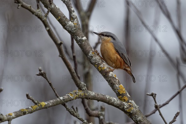 A nuthatch (Sitta europaea) sits quietly on a branch in the wintry countryside, Ternitz, Lower Austria, Austria, Europe