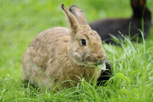 A brown rabbit sits on a green meadow and chews a leaf, domestic rabbit (Oryctolagus cuniculus forma domestica), Franconia