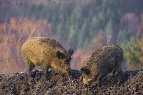 Two wild boars or wild pigs (Sus scrofa) stand on a frozen mound of earth in the early morning, looking for food