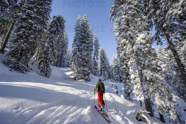 Ski tourer in snowy winter forest, ascent to Teufelstättkopf, Snowy mountain landscape, Ammergau Alps, Bavaria, Germany, Europe