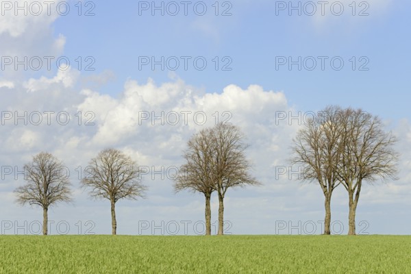 Row of trees, bare lime trees (Tilia) on a green grain field, blue cloudy sky, North Rhine-Westphalia, Germany, Europe